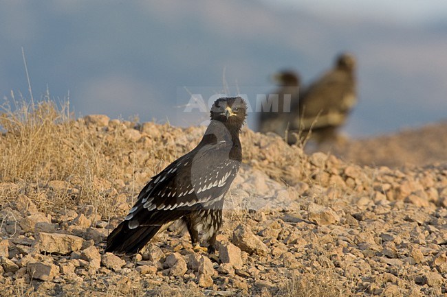 Onvolwassen Bastaardarend in zit; Immature Greater Spotted Eagle perched stock-image by Agami/Daniele Occhiato,