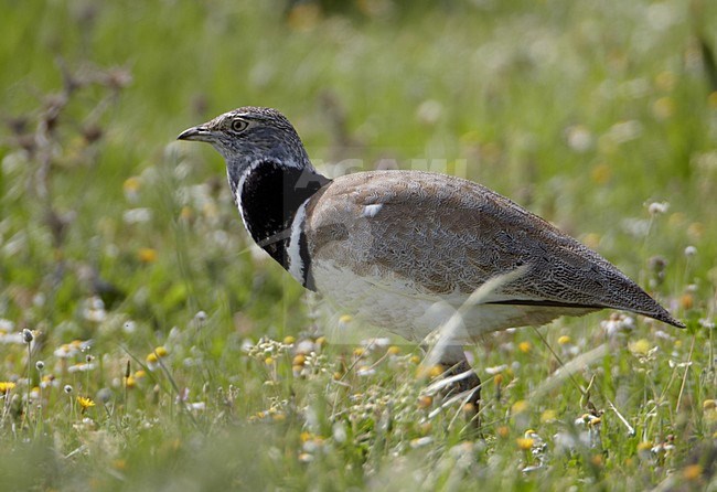 Foeragerend mannetje Kleine Trap; Foraging male Little Bustard stock-image by Agami/Markus Varesvuo,