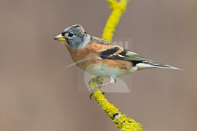 Keep; Brambling stock-image by Agami/Daniele Occhiato,