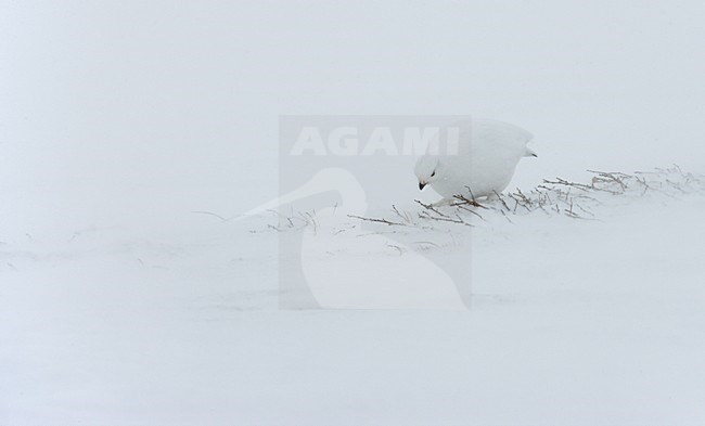 Moerassneeuwhoen in winterkleed in de sneeuw; Willow Ptarmigan in winter plumage in the snow stock-image by Agami/Markus Varesvuo,