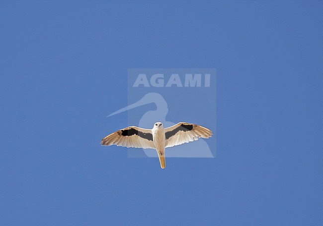 Letter-winged Kite (Elanus scriptus) flying again a blue Australian sky stock-image by Agami/Pete Morris,