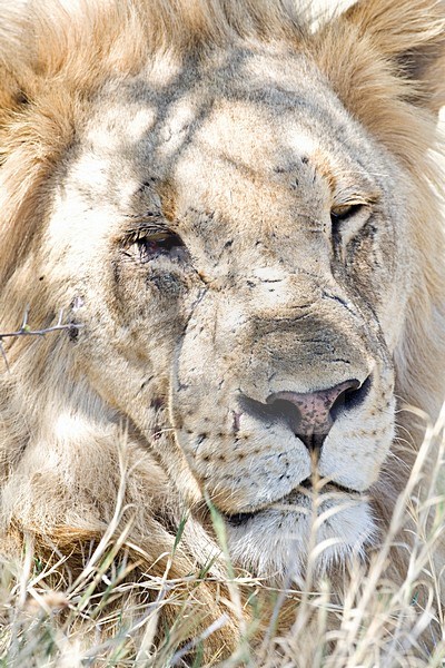 Leeuw mannetje closeup van kop Etosha NP Namibie, Lion male close-up of head Etosha NP Namibia stock-image by Agami/Wil Leurs,