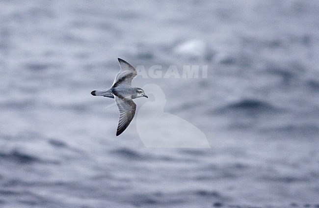 Antarctic Prion flying over the sea; Antarctische Prion, Pachyptila desolata vliegend boven zee stock-image by Agami/Marc Guyt,