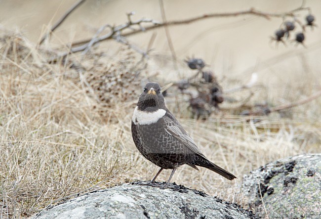 Mannetje Beflijster; Male Ring Ouzel stock-image by Agami/Markus Varesvuo,