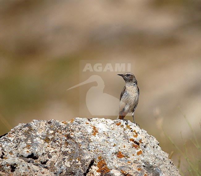 Kurdish Wheatear, Oenanthe xanthoprymna, in Turkey. stock-image by Agami/Dani Lopez-Velasco,