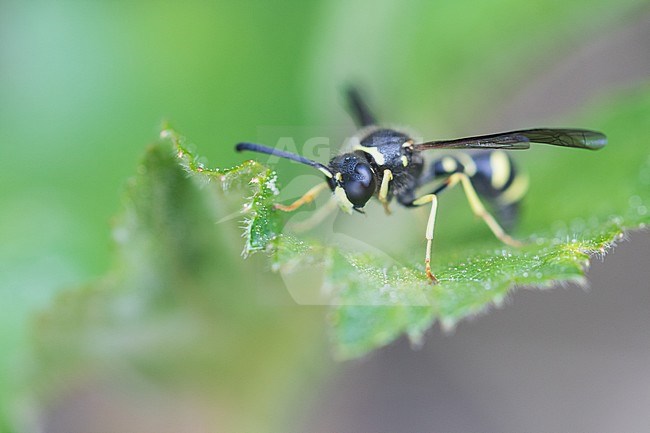 Eumenes pedunculatus, Germany (Baden-Württemberg), imago, male stock-image by Agami/Ralph Martin,