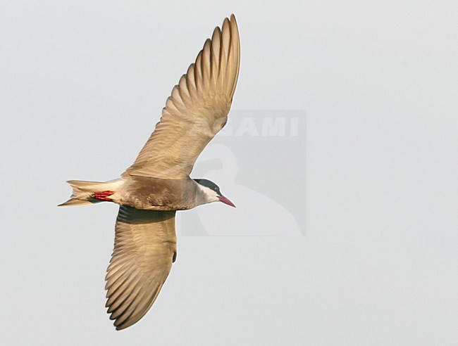 Volwassen Witwangstern in vlucht, Adult Whiskered Tern in flight stock-image by Agami/Markus Varesvuo,