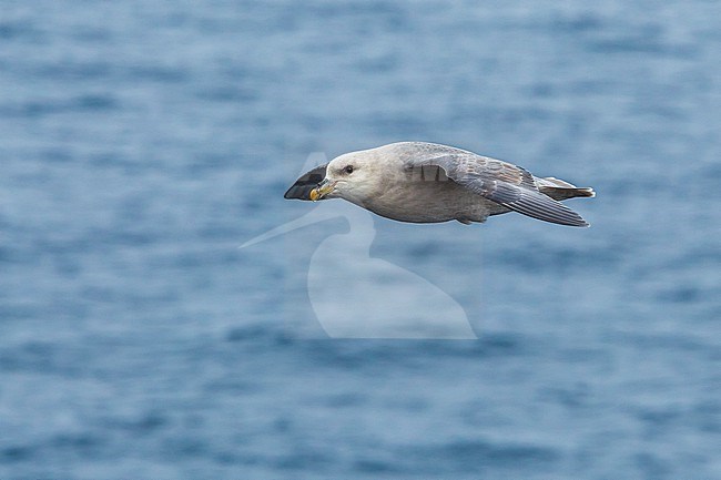 This bird was taken in the Hausgarden, Greenland Sea from the famous german ship - Polarstern. Powered by POLe & AWI. stock-image by Agami/Vincent Legrand,