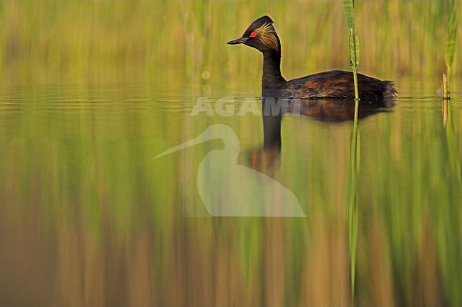 Geoorde Fuut volwassen zomerkleed zwemmend,Black-necked Grebe adult summerplumage swimming stock-image by Agami/Menno van Duijn,