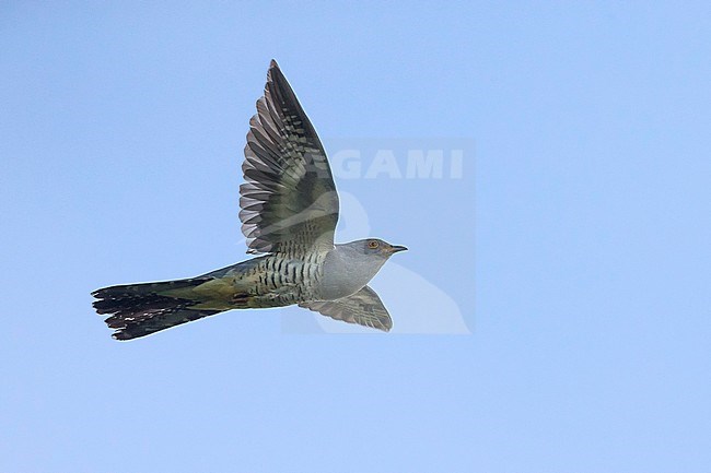 Vliegende Boskoekoek; Oriental cuckoo in flight stock-image by Agami/Daniele Occhiato,