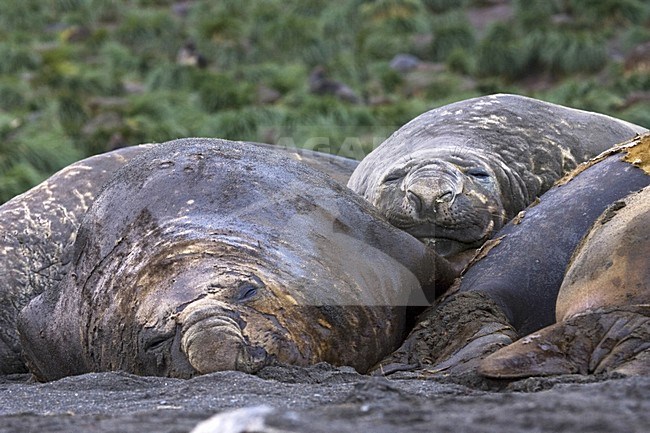 Southern Elephant Seal laying on beach in South Georgia; Zuidelijke Zeeolifant liggend op strand South Georgia stock-image by Agami/Marc Guyt,