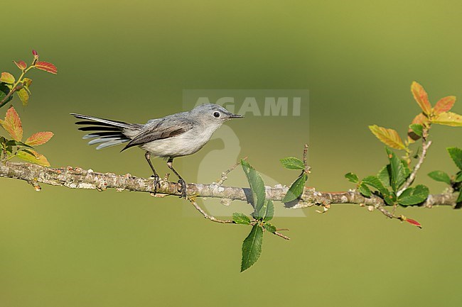 Adult male breeding
Leon Co., TX
May 2022 stock-image by Agami/Brian E Small,