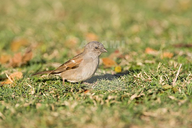 Mozambique-mus, Southern Grey-headed Sparrow, Passer diffusus stock-image by Agami/Marc Guyt,