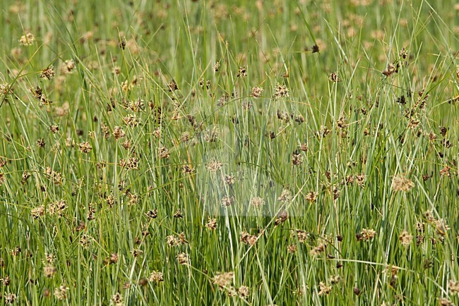 Biezen in een kwelder op Schiermonnikoog; Grasses at tidal zone on Schiermonnikoog stock-image by Agami/Arnold Meijer,