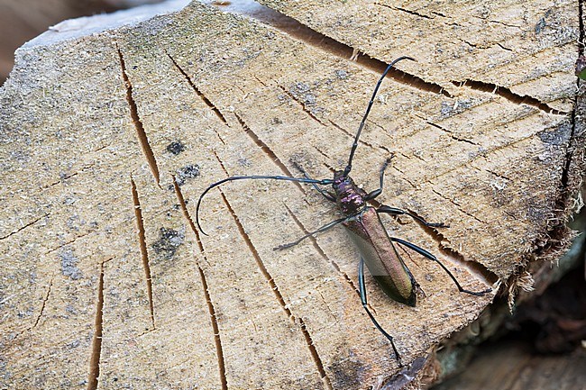 Aromia moschata - Musk Beetle - Moschusbock, Germany, imago, male stock-image by Agami/Ralph Martin,