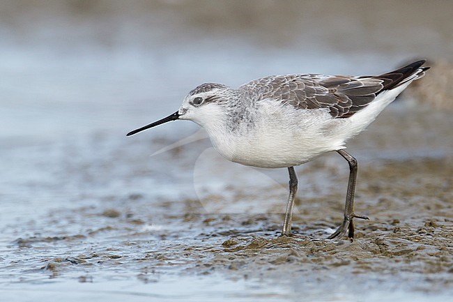 Adult non-breeding
Ventura Co., CA
August 2012 stock-image by Agami/Brian E Small,