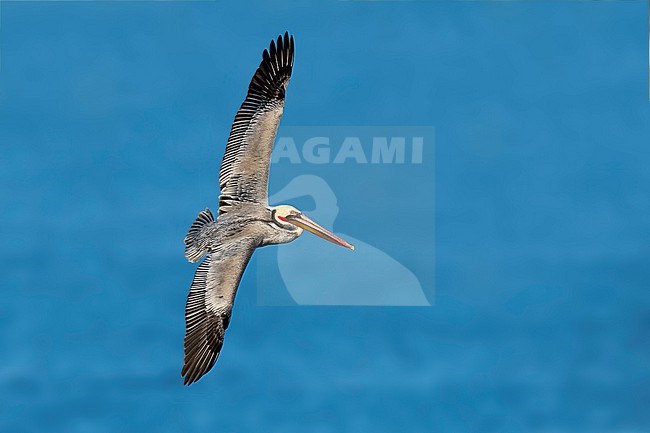 Adult breeding
San Diego Co., CA
January 2020 stock-image by Agami/Brian E Small,