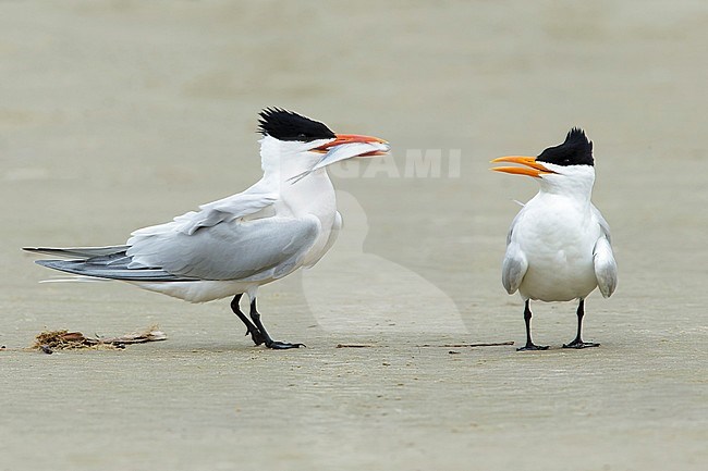 Adult American Royal Terns (Thalasseus maximus) pair standing on a beach in Galveston County, Texas, USA during courtship. stock-image by Agami/Brian E Small,