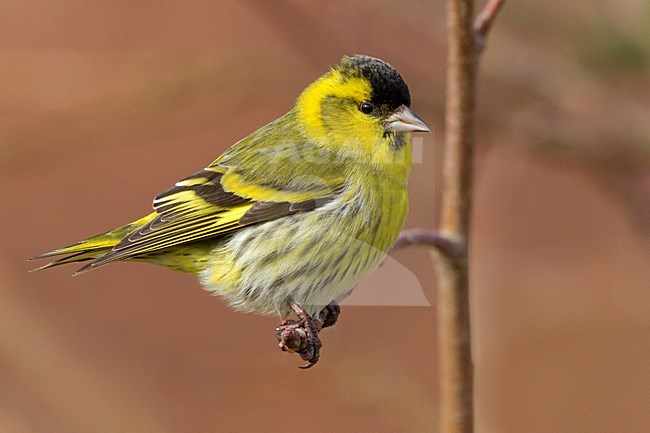 Mannetje Sijs zittend op een tak; Male Eurasian Siskin perched on a branch stock-image by Agami/Daniele Occhiato,