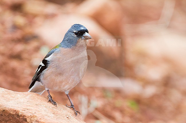 Atlas Chaffinch - Afrikanischer Buchfink - Fringilla coelebs ssp. africana, Morocco, male stock-image by Agami/Ralph Martin,