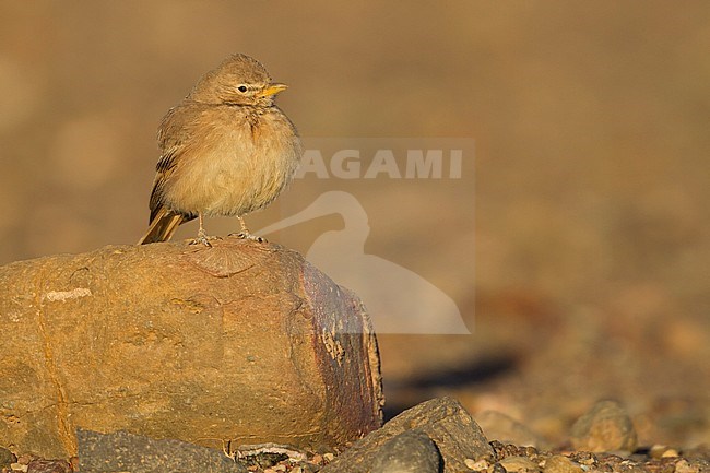 Desert Lark - Steinlerche - Ammomanes deserti ssp. payni, Morocco stock-image by Agami/Ralph Martin,