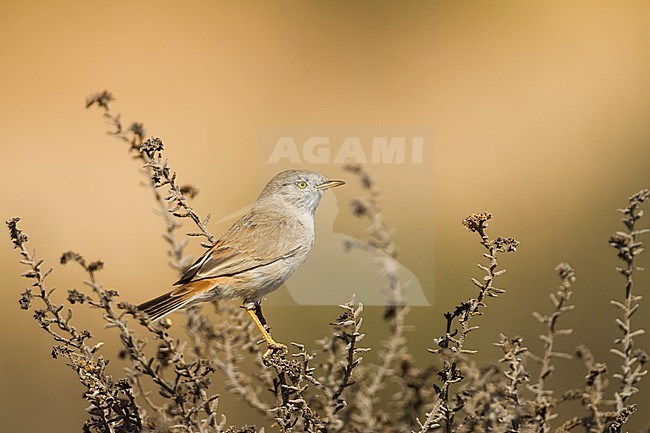 Asian Desert Warbler - WÃ¼stengrasmÃ¼cke - Sylvia nana, Oman stock-image by Agami/Ralph Martin,
