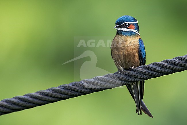 Whiskered Treeswift (Hemiprocne comata) Perched on a canopy tower cable in Borneo stock-image by Agami/Dubi Shapiro,