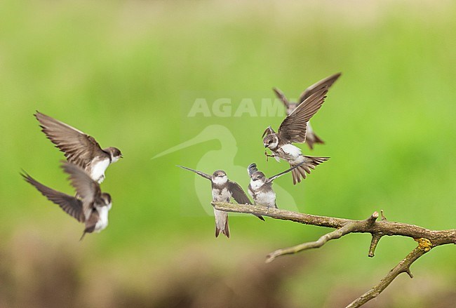 Groep Oeverzwaluwen; Group of Sand Martins (Riparia riparia) stock-image by Agami/Bence Mate,