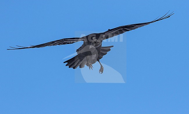 Common Raven - Kolkrabe - Corvus corax ssp. corax, Switzerland stock-image by Agami/Ralph Martin,