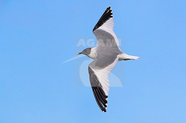 Sabine's Gull; Xema sabini stock-image by Agami/Daniele Occhiato,