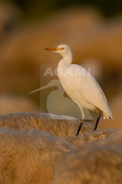 Winterkleed Koereiger zittend op een koe; Non-breeding Cattle Egret perched on a cow stock-image by Agami/Daniele Occhiato,