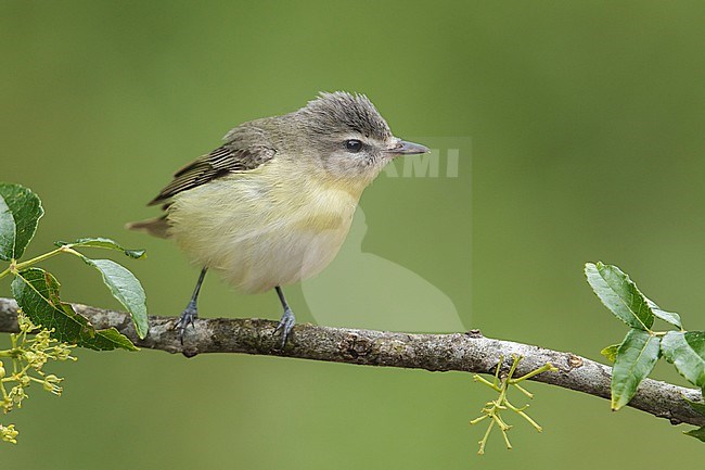 Adult 
Galveston Co., TX
April 2013 stock-image by Agami/Brian E Small,