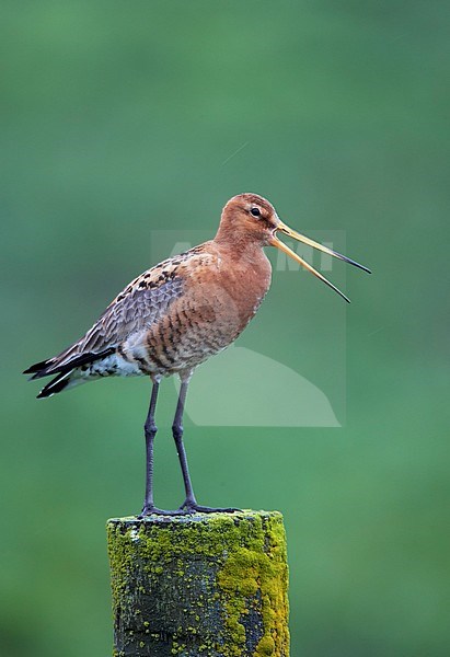 Icelandic Black-tailed Godwit (Limosa limosa islandica) Iceland June 2006 stock-image by Agami/Markus Varesvuo,