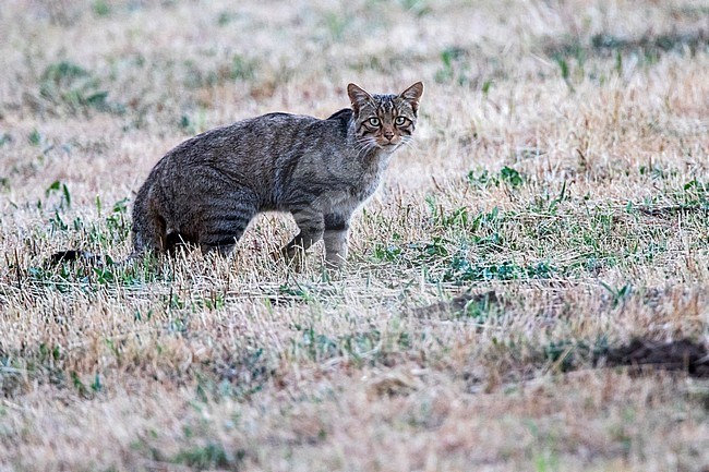 European Wild Cat (Felis silvestris silvestris) in Spain stock-image by Agami/Oscar Díez,