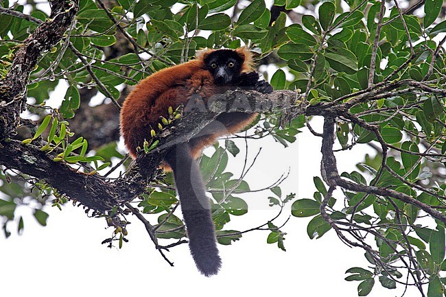 Critically Endangered Red ruffed lemur (Varecia rubra) resting in a tree in a rainforest on Madagascar. Logging, burning of habitat, cyclones, mining, hunting, and the illegal pet trade are primary threats. stock-image by Agami/Pete Morris,