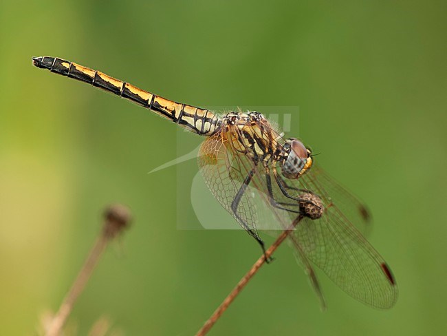 Vrouwtje Rode zonnewijzer, Female Trithemis arteriosa stock-image by Agami/Wil Leurs,