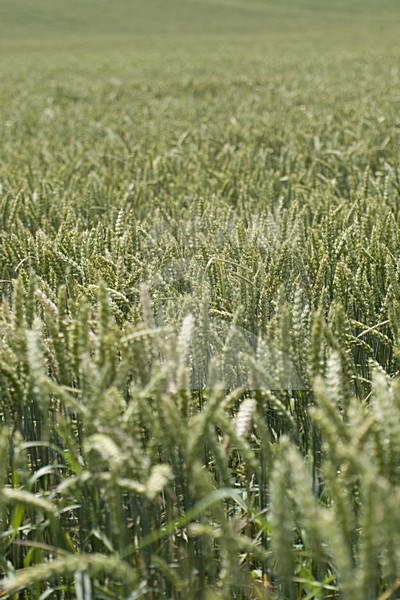 Detail of cornfield Germany, Detail van graanveld Duitsland stock-image by Agami/Arnold Meijer,