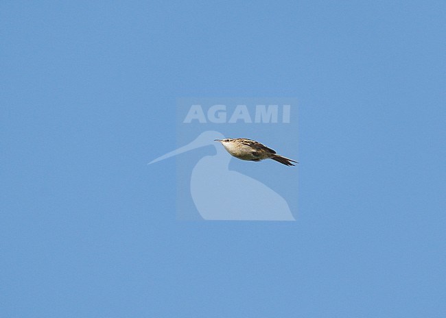 flying Short-toed Treecreeper (Certhia brachydactyla) on autumn migration in blue sky stock-image by Agami/Ran Schols,