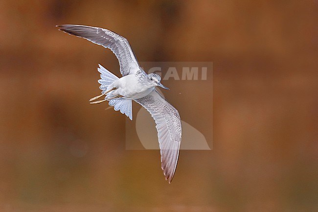 Greenshank (Tringa nebularia) in Italy. stock-image by Agami/Daniele Occhiato,