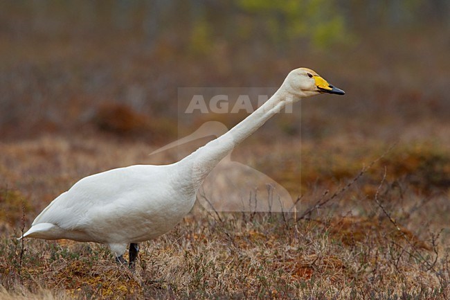 Roepende Wilde Zwaan; Whooper Swan calling stock-image by Agami/Daniele Occhiato,