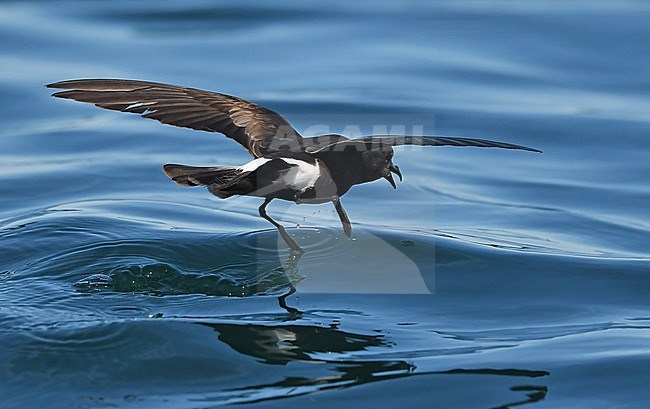 European Storm-Petrel ( Hydrobates pelagicus) off the coast of south Portugal stock-image by Agami/Eduard Sangster,