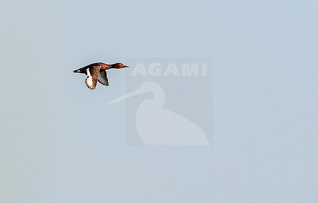 Adult Ferruginous Duck (Aythya nyroca) during spring in Hungary. stock-image by Agami/Marc Guyt,