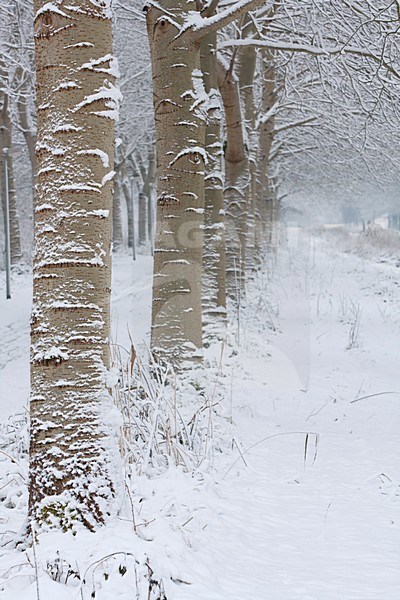 Besneeuwde bomenlaan, Snow covered trees stock-image by Agami/Wil Leurs,