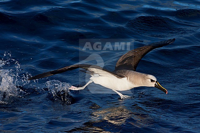 Atlantische Geelsnavelalbatros vliegend; Flying Atlantic Yellow-nosed Albatross; stock-image by Agami/Marc Guyt,