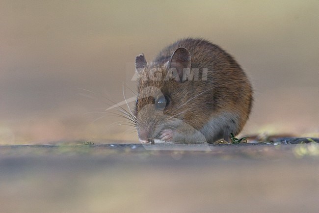 Foeragerende Bosmuis; Foraging Wood Mouse stock-image by Agami/Harvey van Diek,