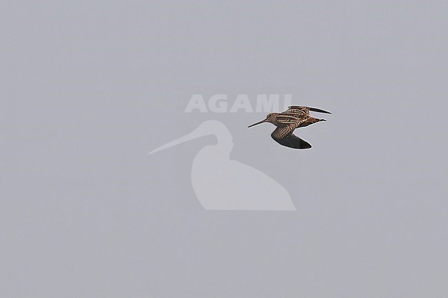 Pintail Snipe (Gallinago stenura) in flight, showing upperparts stock-image by Agami/Kari Eischer,