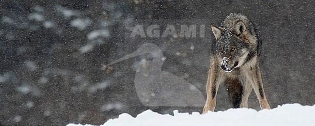 Wolf in snow covered forest in Poland stock-image by Agami/Han Bouwmeester,