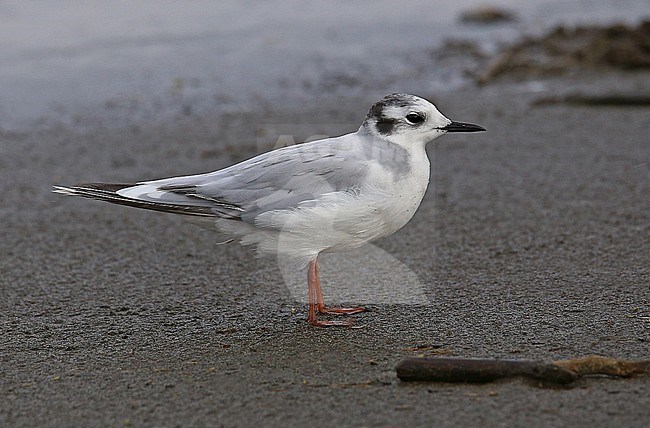 Third-year Little Gull (Hydrocoloeus minutus) standing on a beach stock-image by Agami/Nils van Duivendijk,