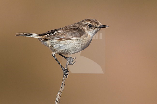 Canary Islands Chat; Saxicola dacotiae stock-image by Agami/Daniele Occhiato,