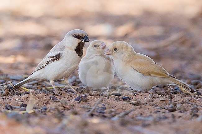 Desert Sparrow (Passer simplex saharae), adult male with two fledglings standing on the ground stock-image by Agami/Saverio Gatto,